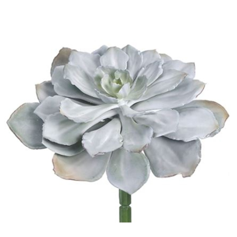 CM3790-GR/GY (29223) – Echeveria Pick Grey Green 8X14
Succulent
This Pick Is More Green Than Grey. New Shipment Came In More Grey.