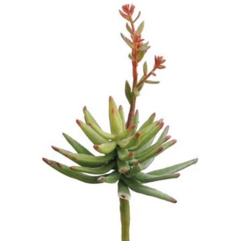 CM4073-GR (29213) – Flowering Aeonium Pick 10