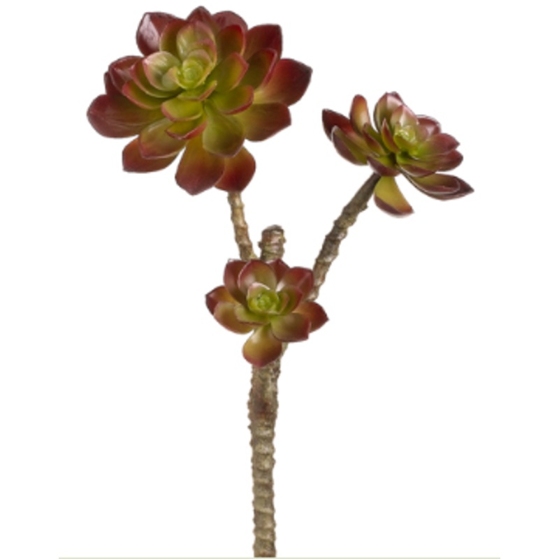 CM4128-CV (15464) – Echeveria Pick X3 13 Coffee