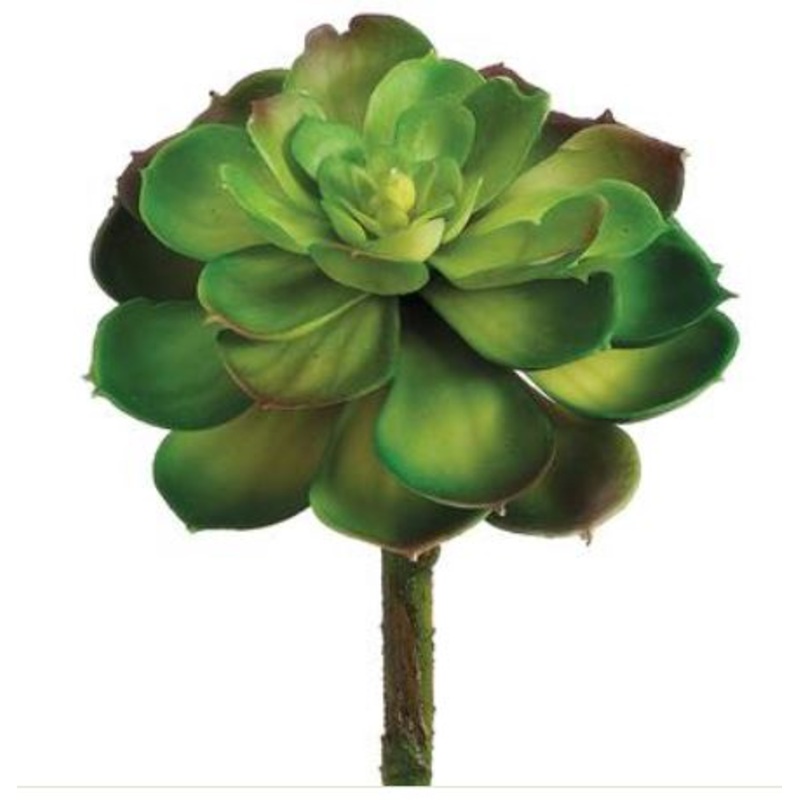 CM4320-GR/BU (18775) – Echeveria Pick Green Burgundy 8