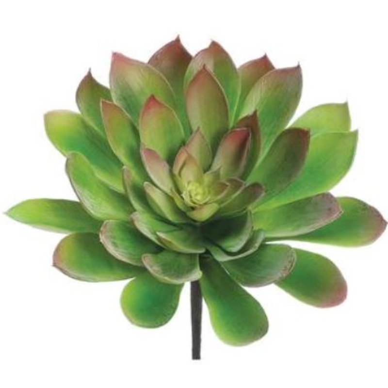 CM4410-GR/BU (29222) – S/P Echeveria Pick 8X12