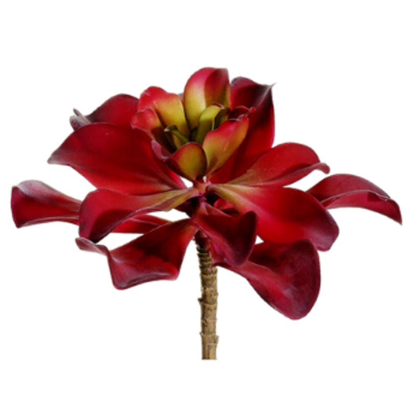 CS1310-RE/GR (27120) – Kalanchoe Plant 7 Re/Gr