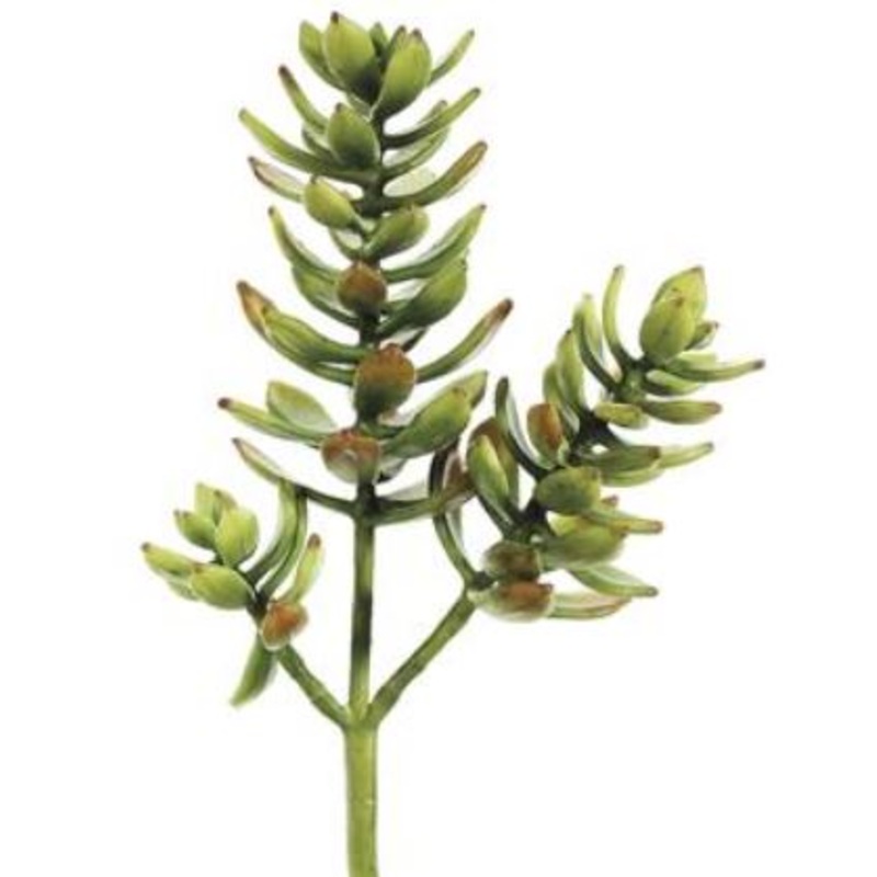 CS4435-GR (30434) – Succulent Plant 15 X3 Gr