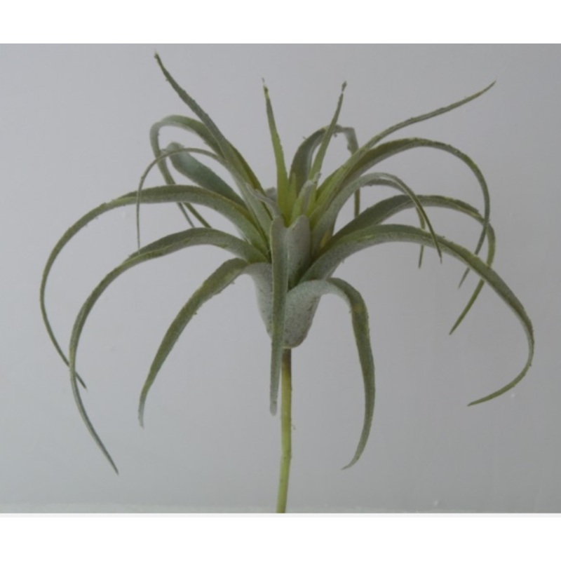 ETM9080N.GR (27179) – Tillandsia Harrisii 12 Green