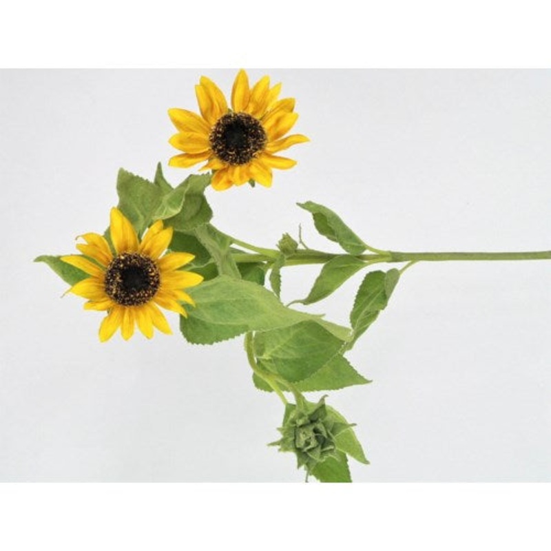GB85245A.YL (21567) – Sunflower Stem Mini Yellow