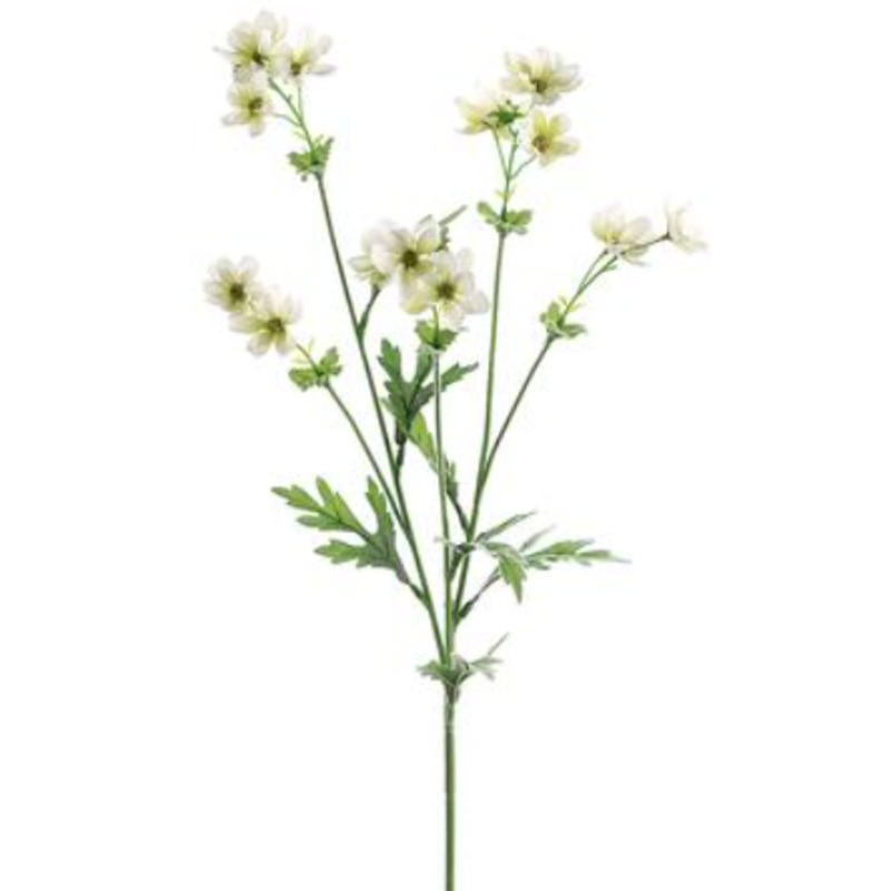 GTC897-CR (28146) – Baby Cosmos 27.5 Sp. X5 Cream (N)