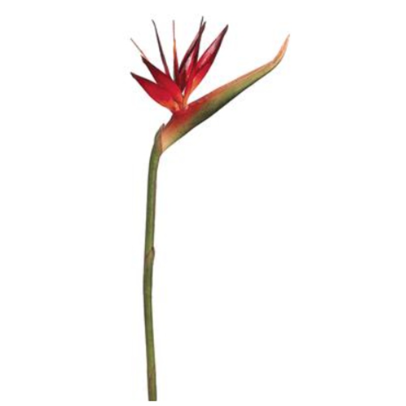 HSB139-BC/TT (31390) – Bird Of Paradise Spray Bc 39