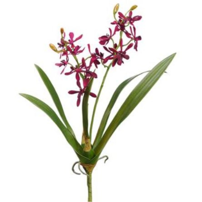HSO926-BU (29143) – Mini Cattleya Orchid Bu 16