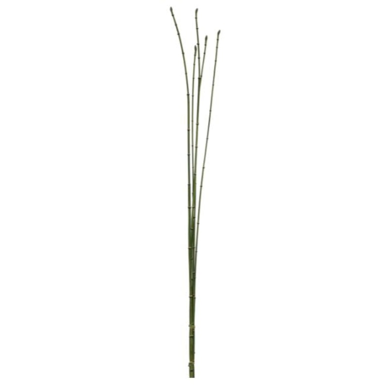 30313.GR (31372) – Equisetum Stem X5 35.5 Green