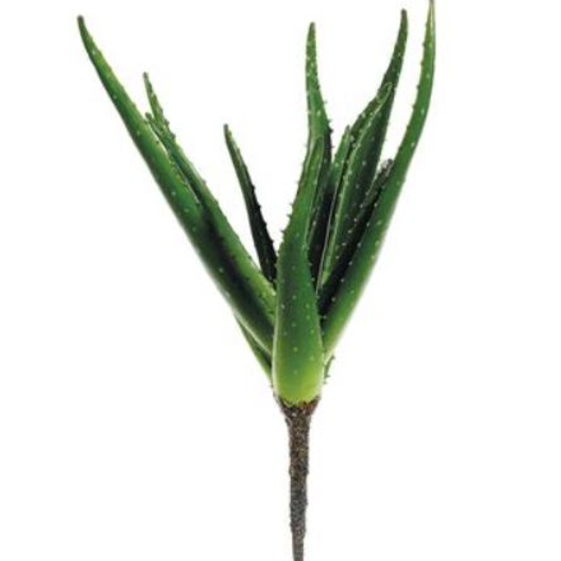 CA2160-GR (30536) – Soft Touch Aloe Plant Gr 18
