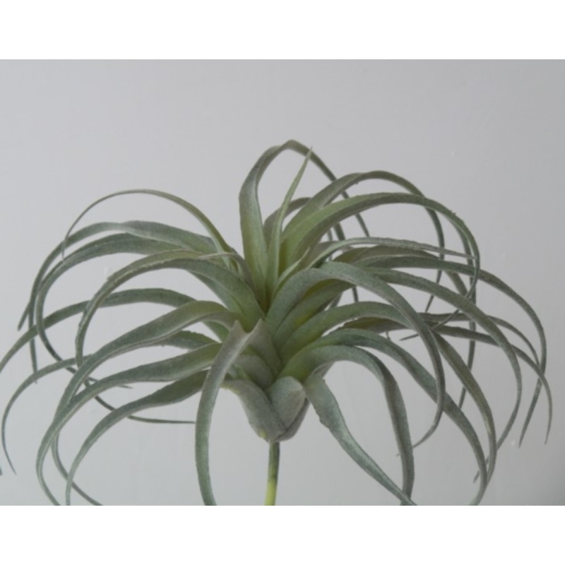 ETM9081N.GR (26082) – Tillandsia Harrisii 12 Gr