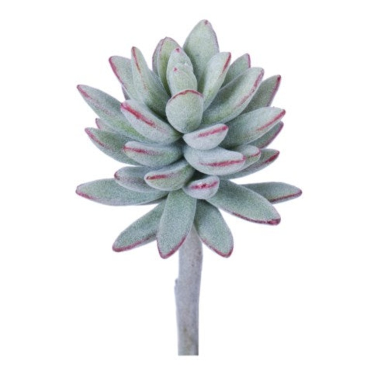 GB60221N.GEMV (23509) – Succulent Gemv