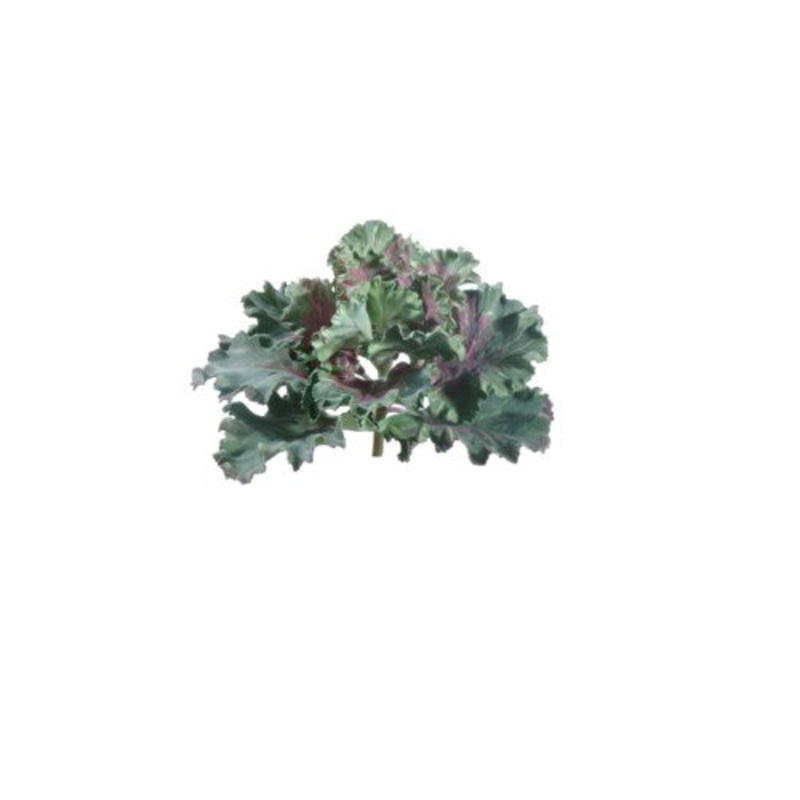 GL73200A.GRBU (21606) – Kale Head Branch Med Green/Bu