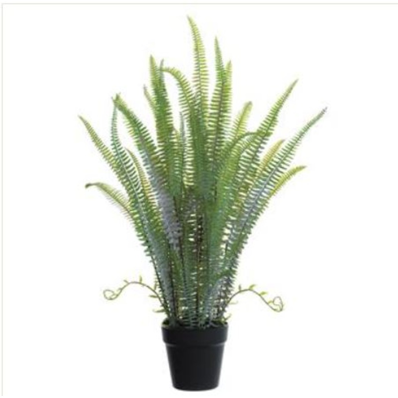 LQF660-GR (28010) – Sword Fern Plant In Pot