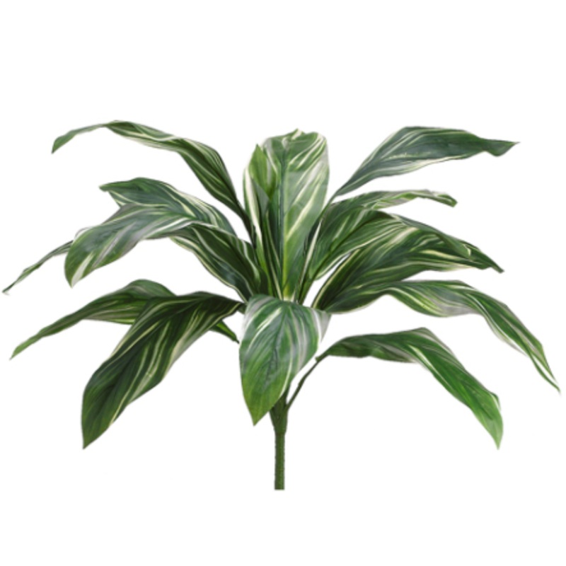PBC128-GR/WH (6430) – Cordyline Bush Green White