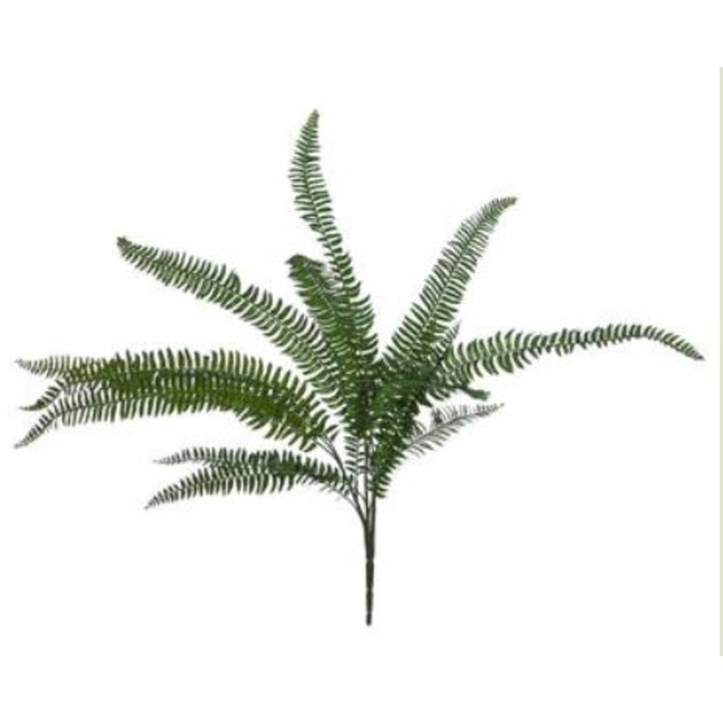 PBF081-GR (30415) – 30 Fern Bush Witch Hazel