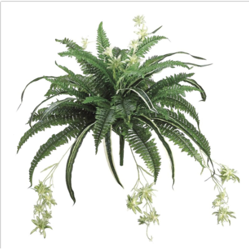 PBF648-GR (31484) – Mixed Boston Fern Spider Bush 32 Gr
