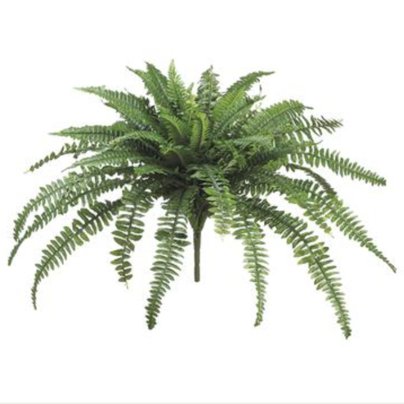 PBF656- (25432) – Large Boston Fern Bush X60 28