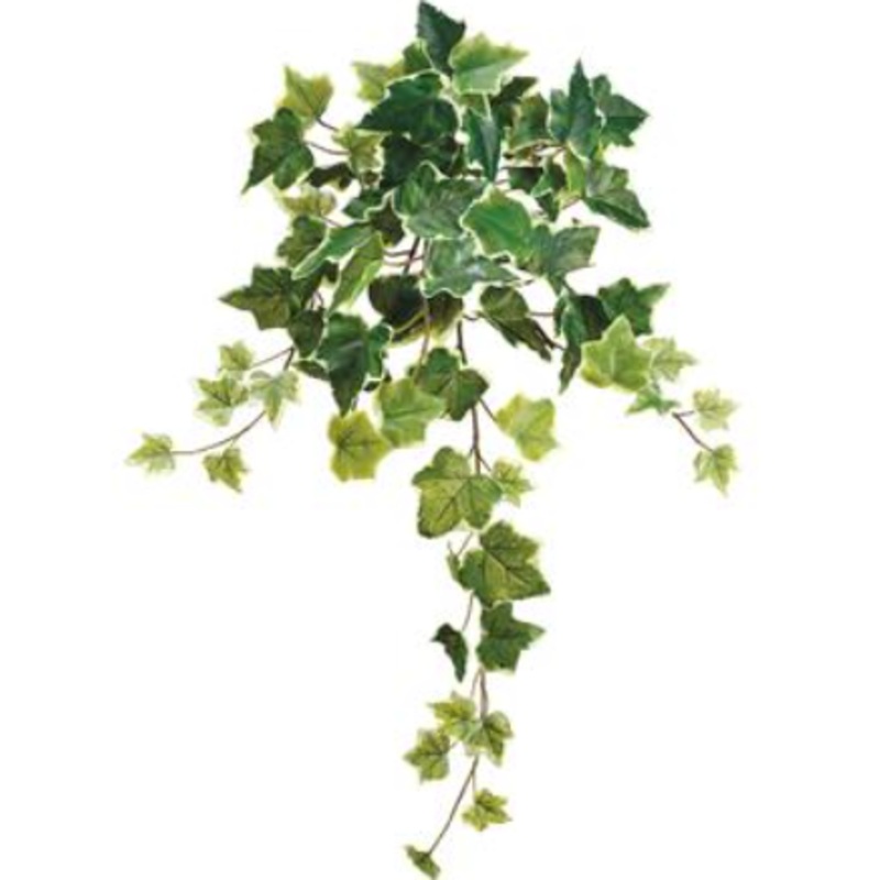 PBI270-VG (24744) – 22 One Ivy Bush Varigated Green/Cream 78L