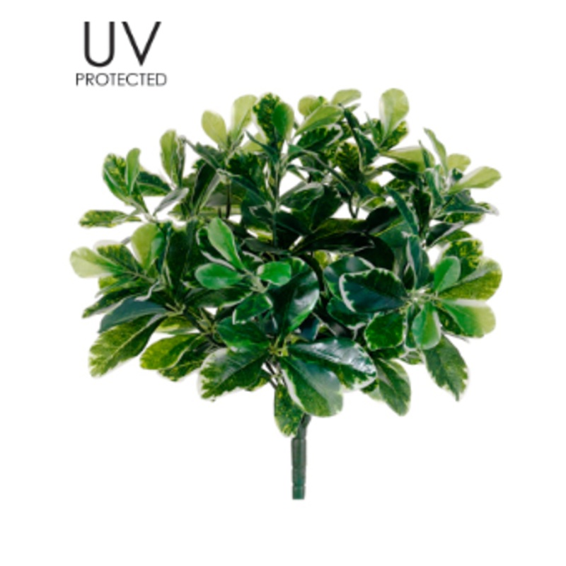 PBO105-GR (25822) – Uv Outd Baby Scheff Bush 16.5