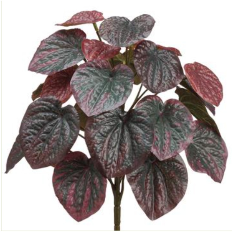 PBP111-BU (28004) – Pepperomia Bush Bu 11