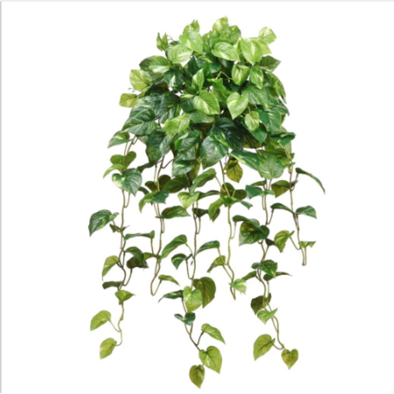 PBP193-GR (31485) – Rt Pothos Hanging Bush 36 Gr