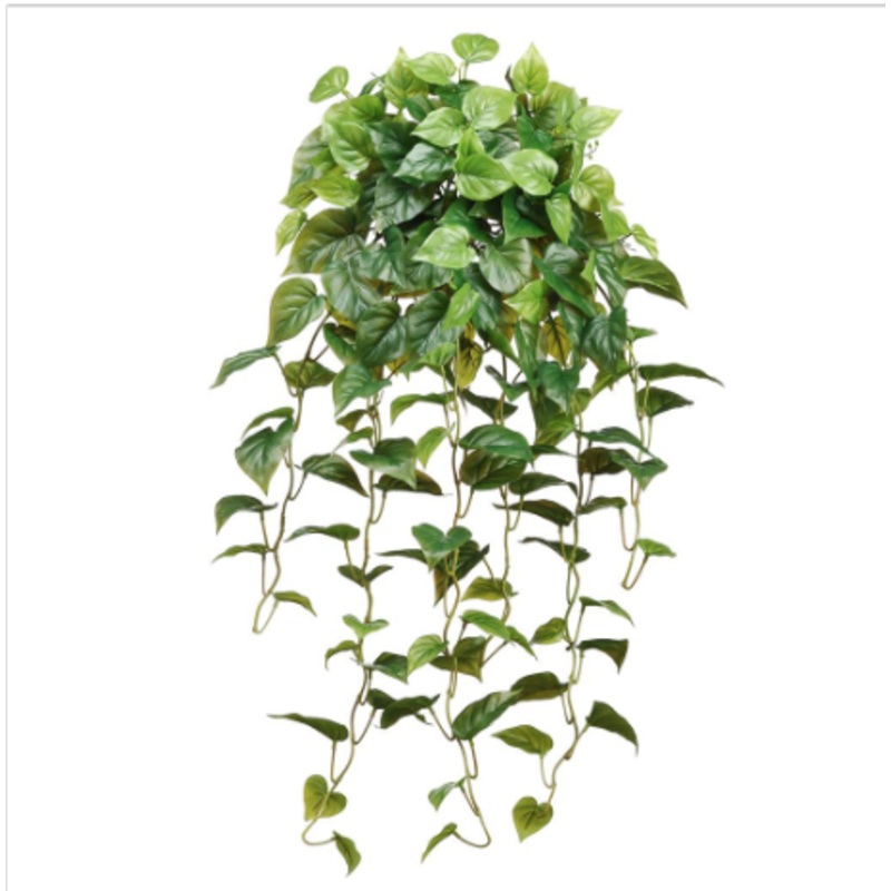 PBP194-GR (31486) – Rt Philo Hanging Bush 36 Gr