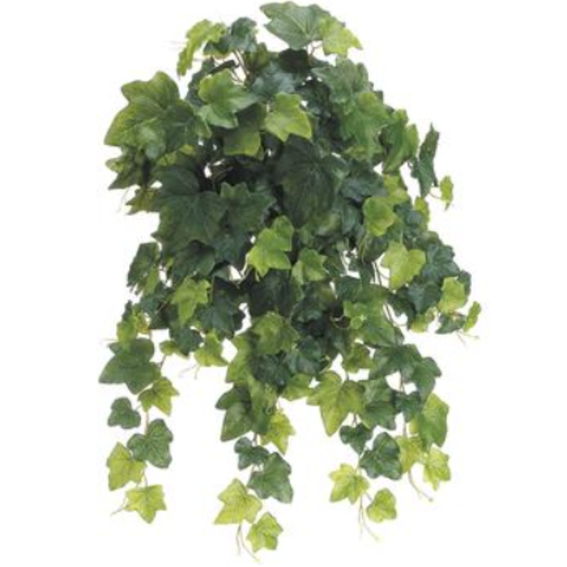 PBT528-GR (27974) – English Ivy X19 Green
