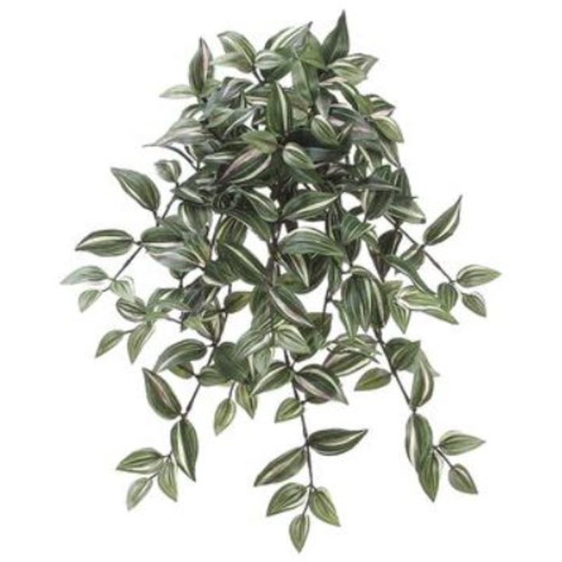 PBW426-GR/CR (29203) – Wander Jew Hg/Bu X15 22.5