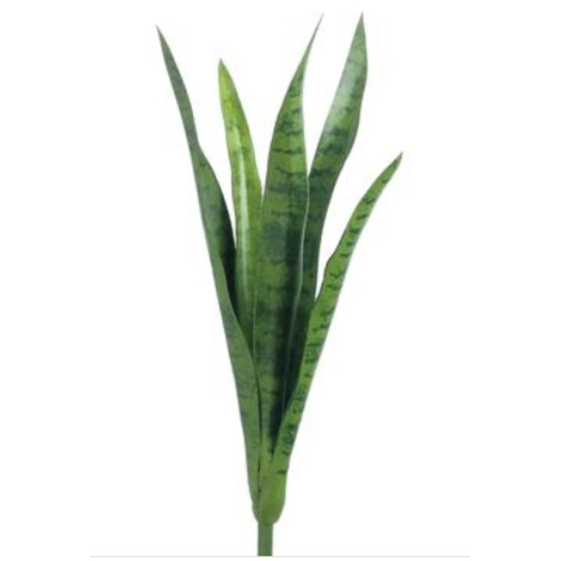 PPD267-GR (25272) – Mother Inlaw Tongue Plant 24 Gr