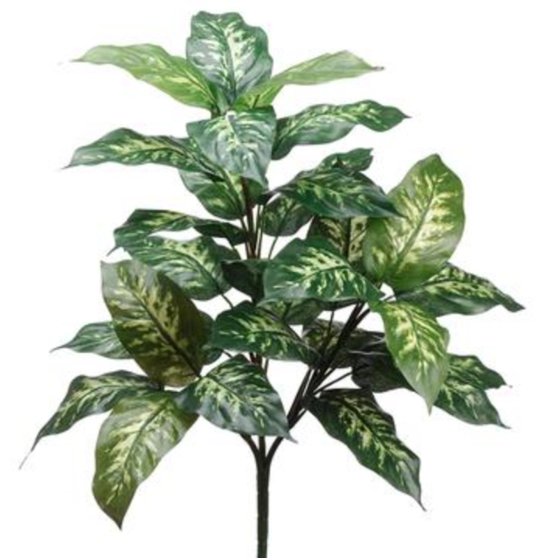 PPH302-GR/CR (29013) – Dieffenbachia Plant W 28