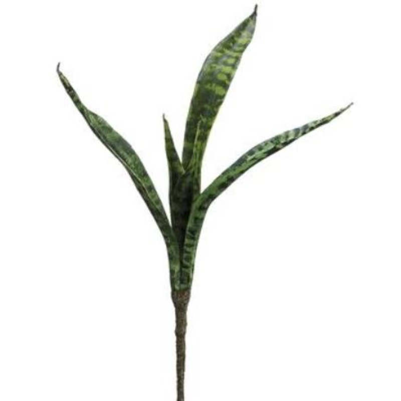 PPM180-GR/TT (22685) – Mother In Law Tongue Plant 18