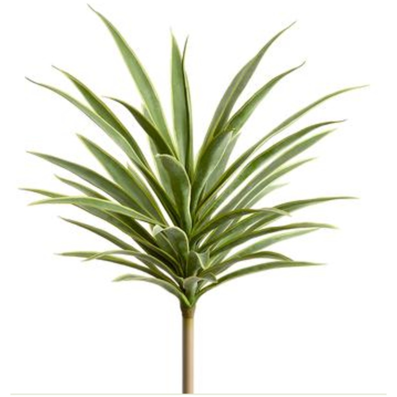 PPY188-VG (27146) – Yucca Plant 27 Vg