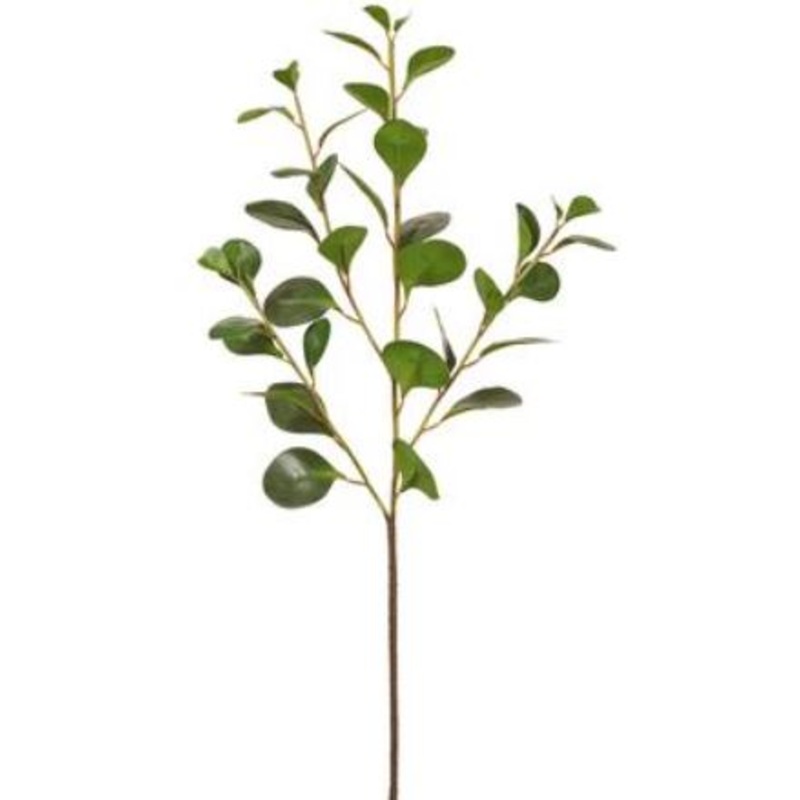 PSC588-GR (30422) – Cotinus Spray 36 Gr