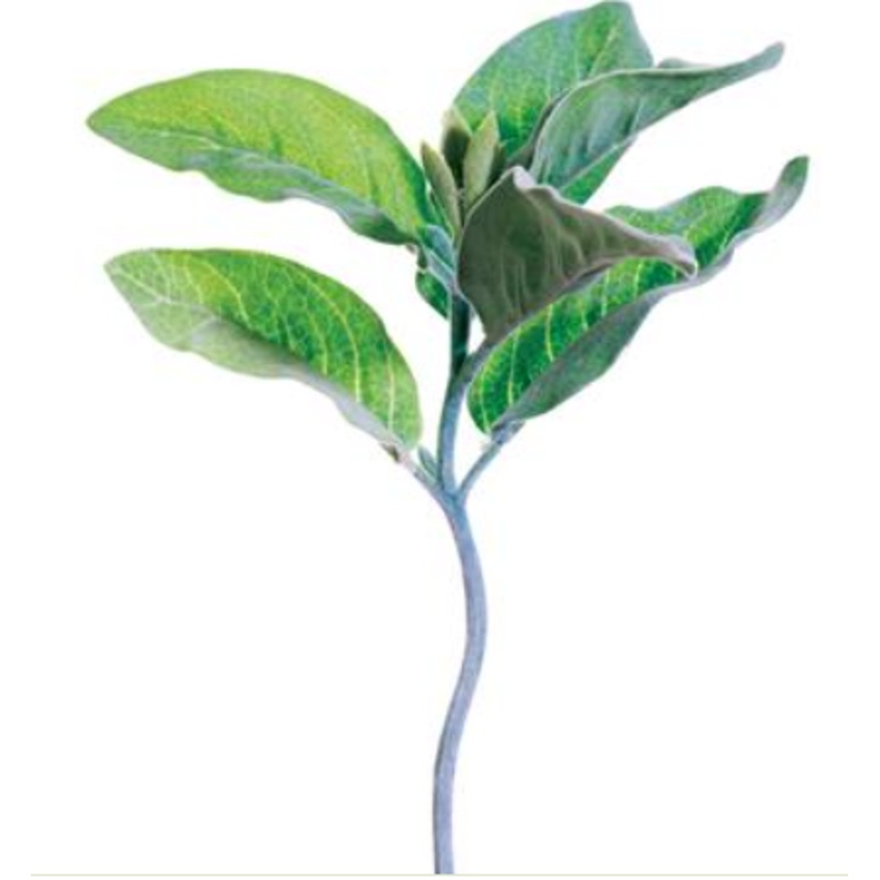 PSL303-GR (25817) – Lambs Ear Stem Gr 10.5