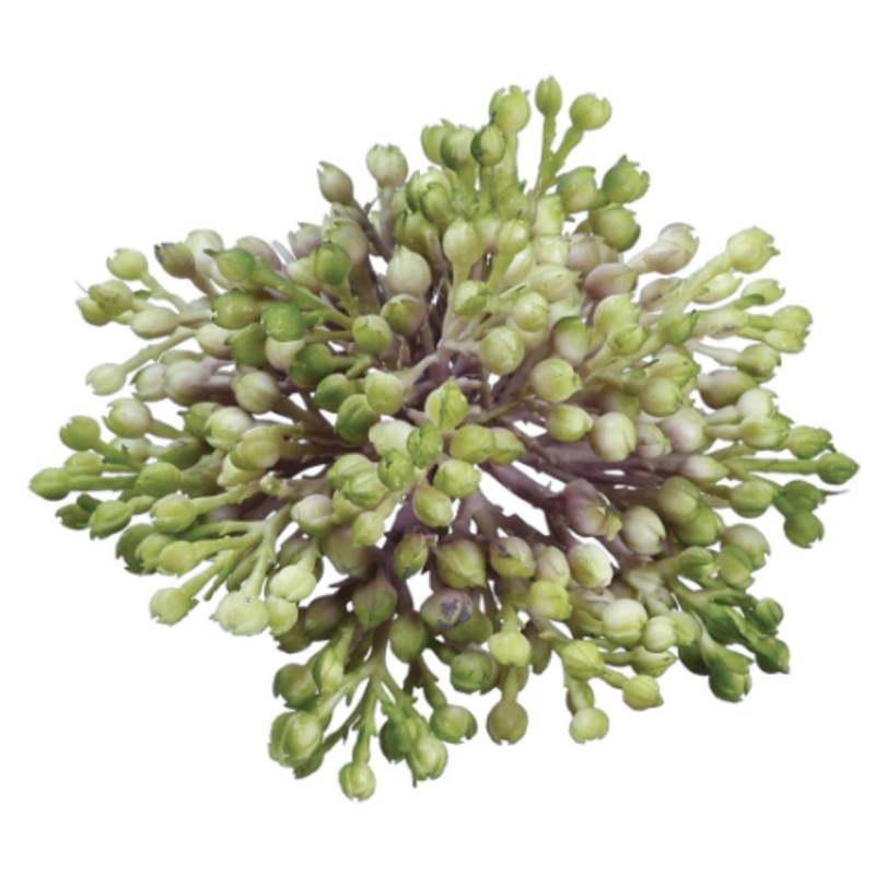 PSS903-GR (32296) – Sedum X15 Green 3.5