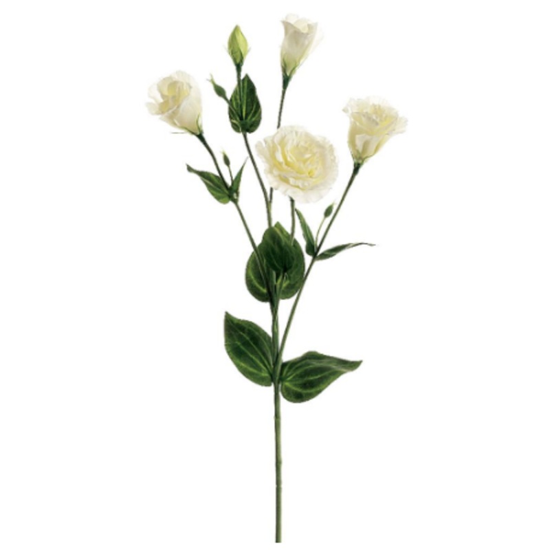 GTL505-CR/WH (00174) -Lisianthus Cream/White 30