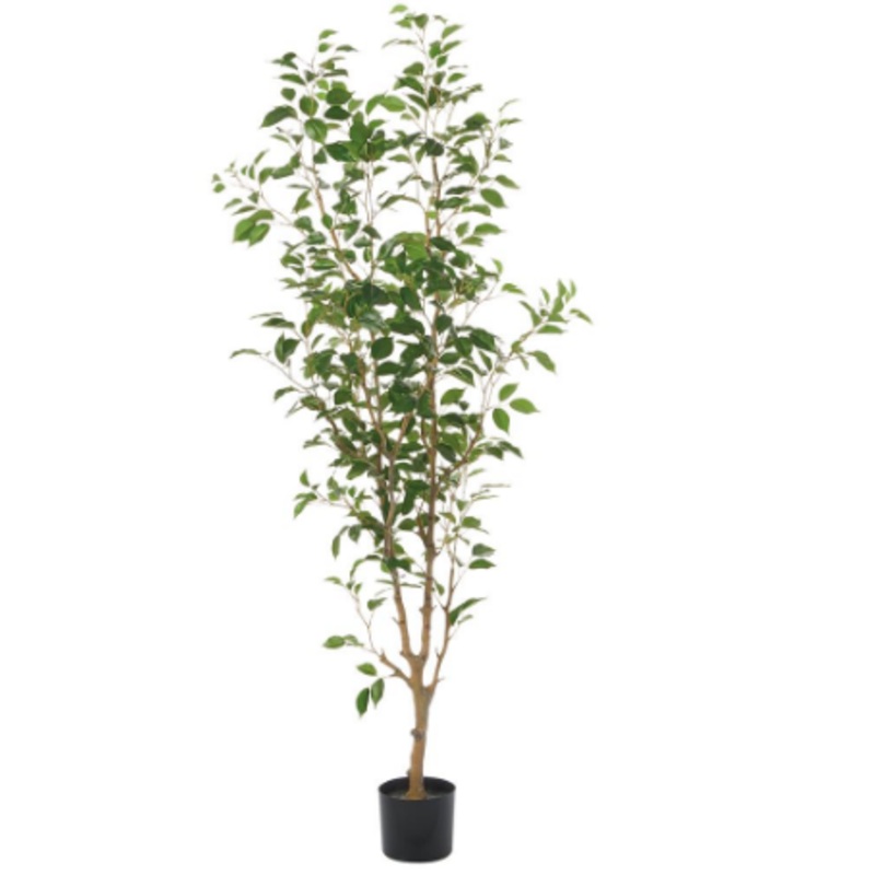 LTF016-GR (00178) – Ficus Benjanina Tree W/St Gr 6′
