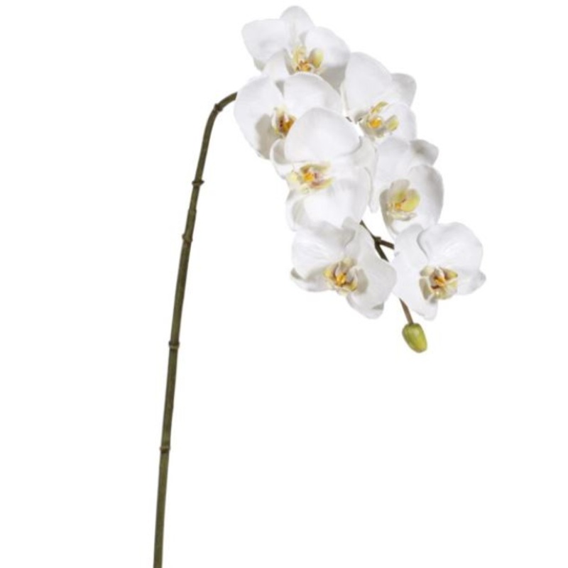 95162.WW (20962) – Orchid Phalaenopsis X7 20 White