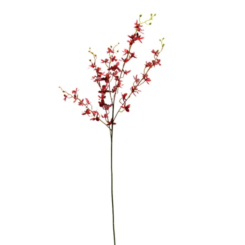 PHDFLW240437 (00454) – Garden Orchid Coral 42 N
