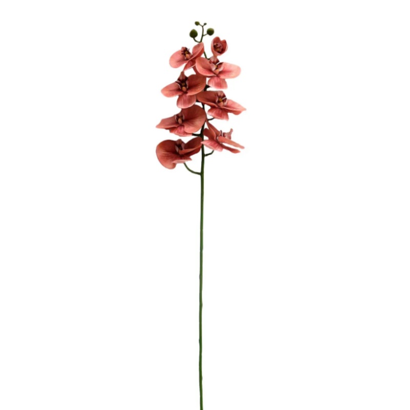 PHDFLW240453 (00453) – Butterfly Orchid Coral 38.5 N