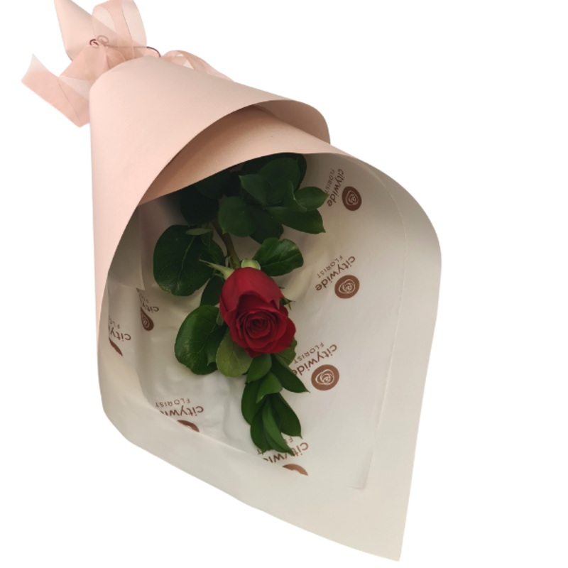 Single Rose Giftwrapped-Single-Red & Pink & White & Orange & Yellow