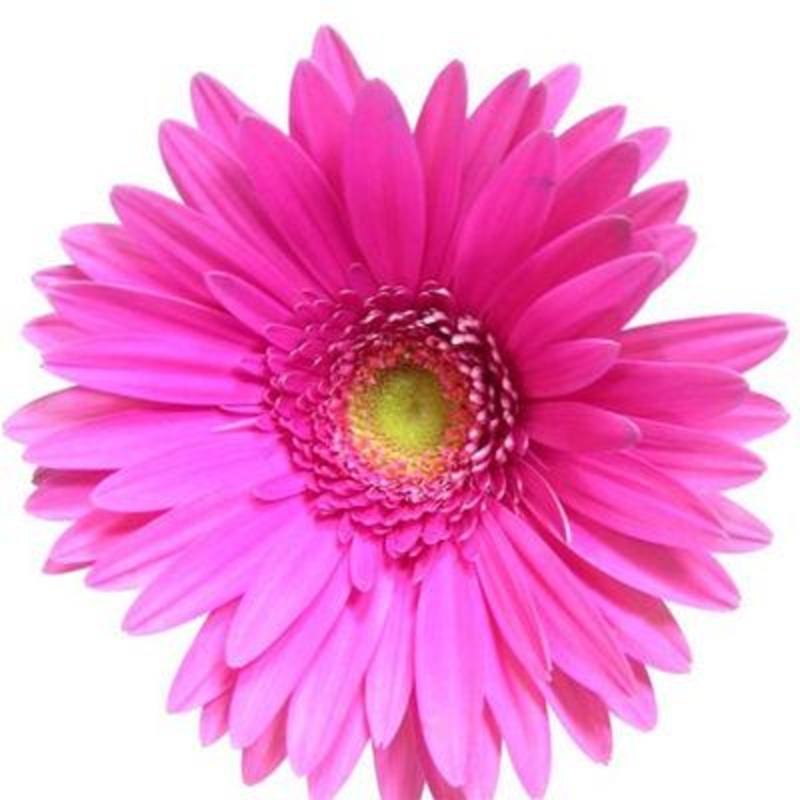 Gerbera Hot Pink Mini – Bulk and Wholesale