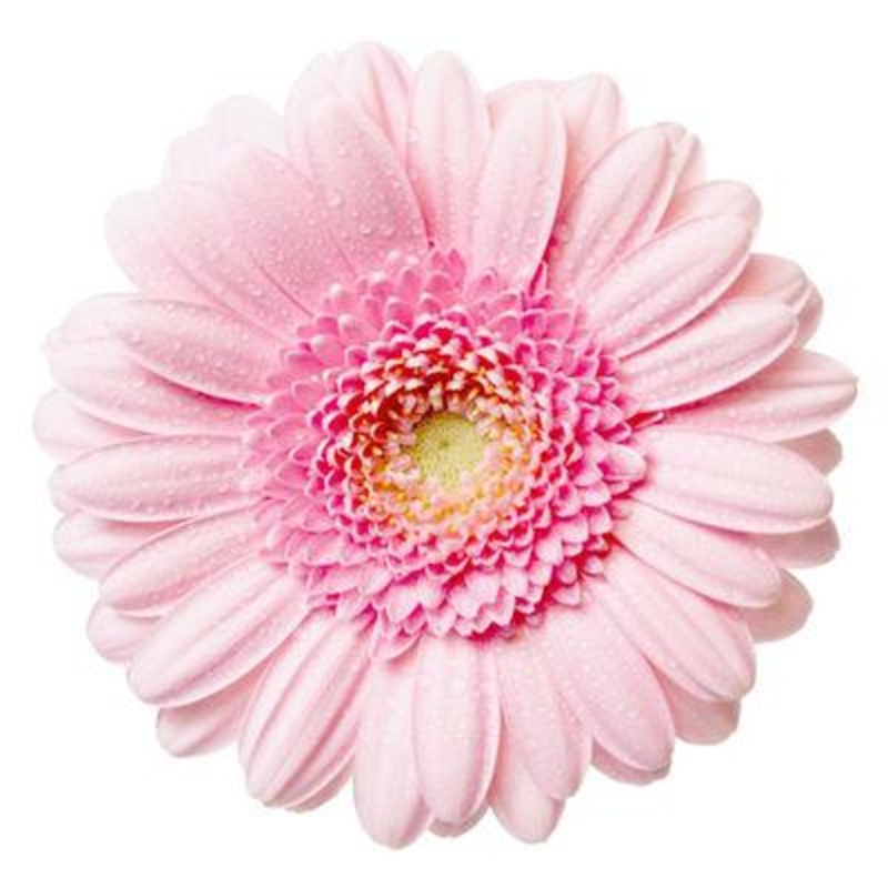 Gerbera Light Pink Mini – Bulk and Wholesale