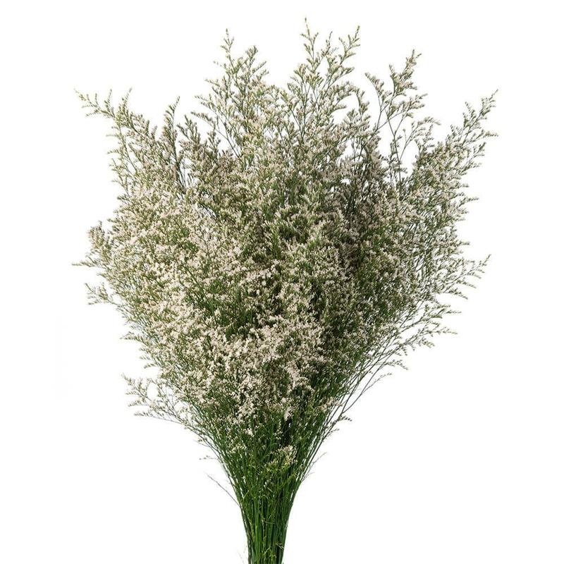 Limonium White – Bulk and Wholesale