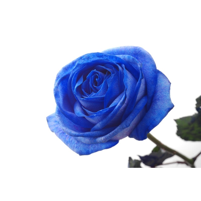 Rose Blue – Bulk and Wholesale