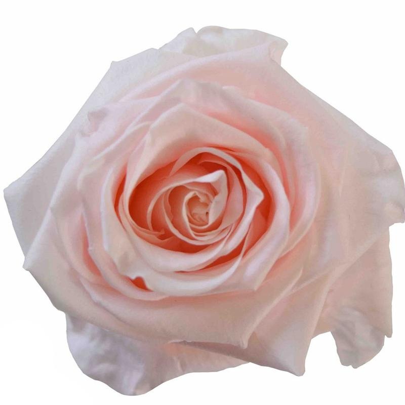 Rose Blush Pink – Bulk and Wholesale
