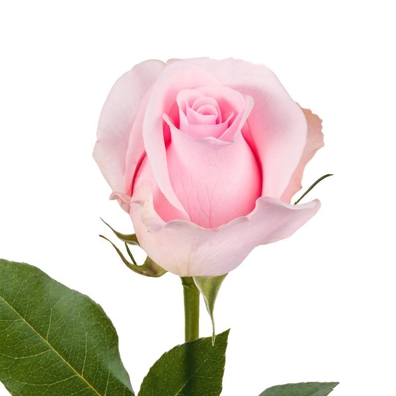 Rose Light Pink – Bulk and Wholesale
