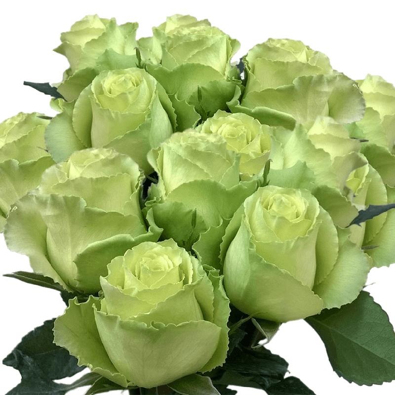 Rose Lime Green – Bulk and Wholesale