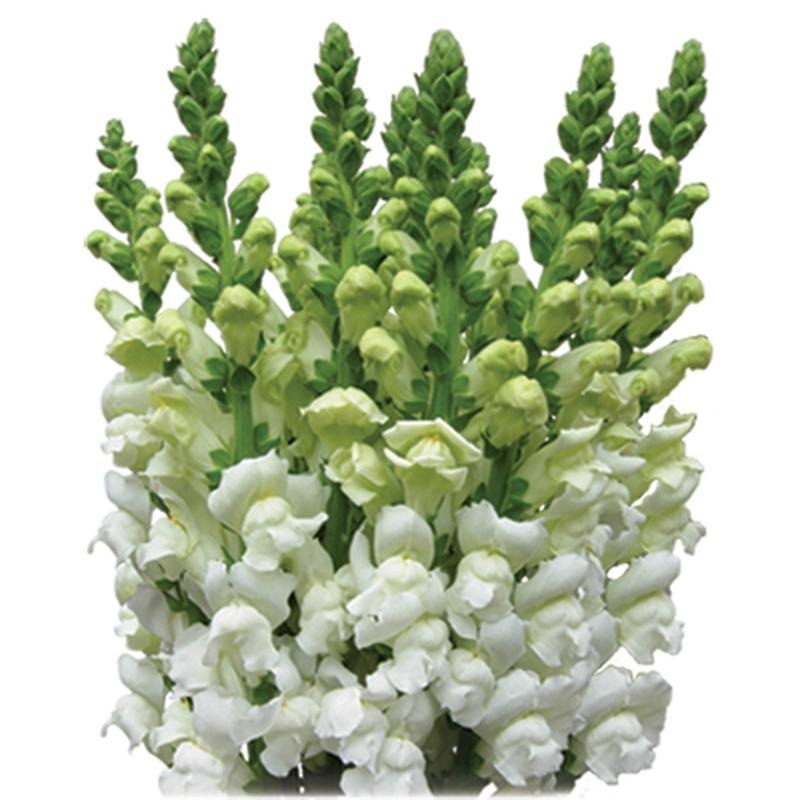 Snapdragons White – Bulk and Wholesale
